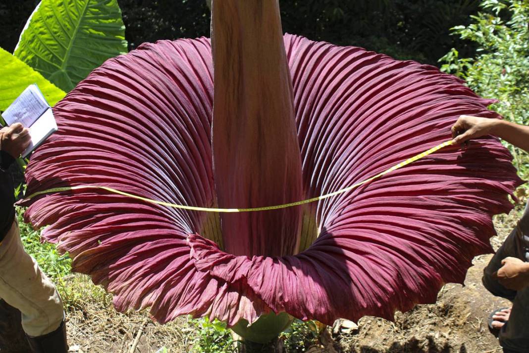 Dünyanın en kötü kokulu 'leş çiçeği' açtı! Kokudan kimse yanına yaklaşamıyor 6